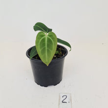 Load image into Gallery viewer, #2 Anthurium Magnificum Hybrid x - Seedling