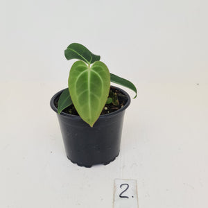 #2 Anthurium Magnificum Hybrid x - Seedling