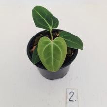 Load image into Gallery viewer, #2 Anthurium Magnificum Hybrid x - Seedling