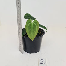 Load image into Gallery viewer, #2 Anthurium Magnificum Hybrid x - Seedling