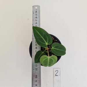 #2 Anthurium Magnificum Hybrid x - Seedling