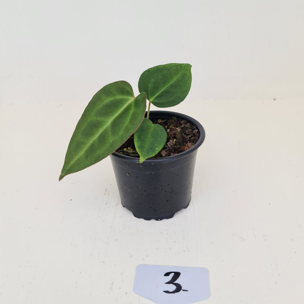 #3 Anthurium Magnificum Hybrid x - Seedling