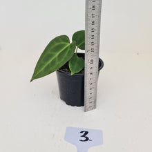 Load image into Gallery viewer, #3 Anthurium Magnificum Hybrid x - Seedling