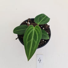 Load image into Gallery viewer, #4 Anthurium Magnificum Hybrid x - Seedling