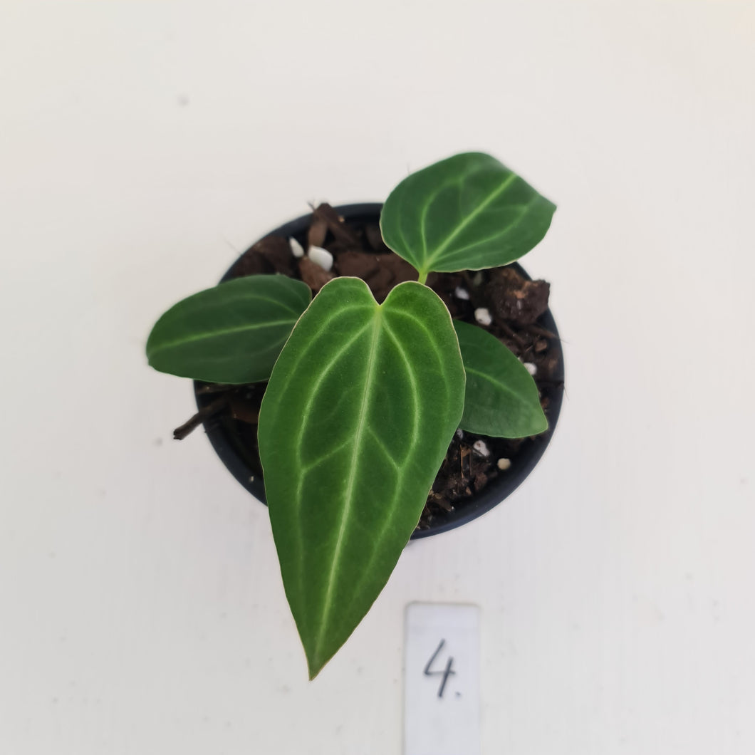 #4 Anthurium Magnificum Hybrid x - Seedling