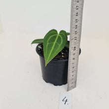Load image into Gallery viewer, #4 Anthurium Magnificum Hybrid x - Seedling
