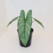 Load image into Gallery viewer, #1 Alocasia Corazon