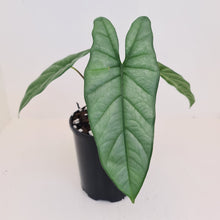 Load image into Gallery viewer, #1 Alocasia Corazon