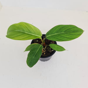 Philodendron Geniculatum