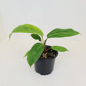 Philodendron Geniculatum