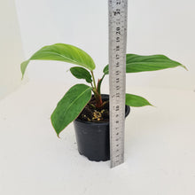 Load image into Gallery viewer, Philodendron Geniculatum