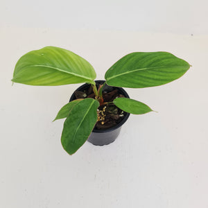 Philodendron Geniculatum