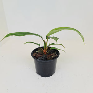 Philodendron Geniculatum