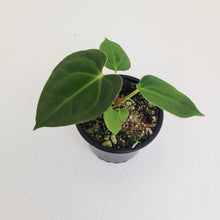 Load image into Gallery viewer, Anthurium Hybrid Seedling