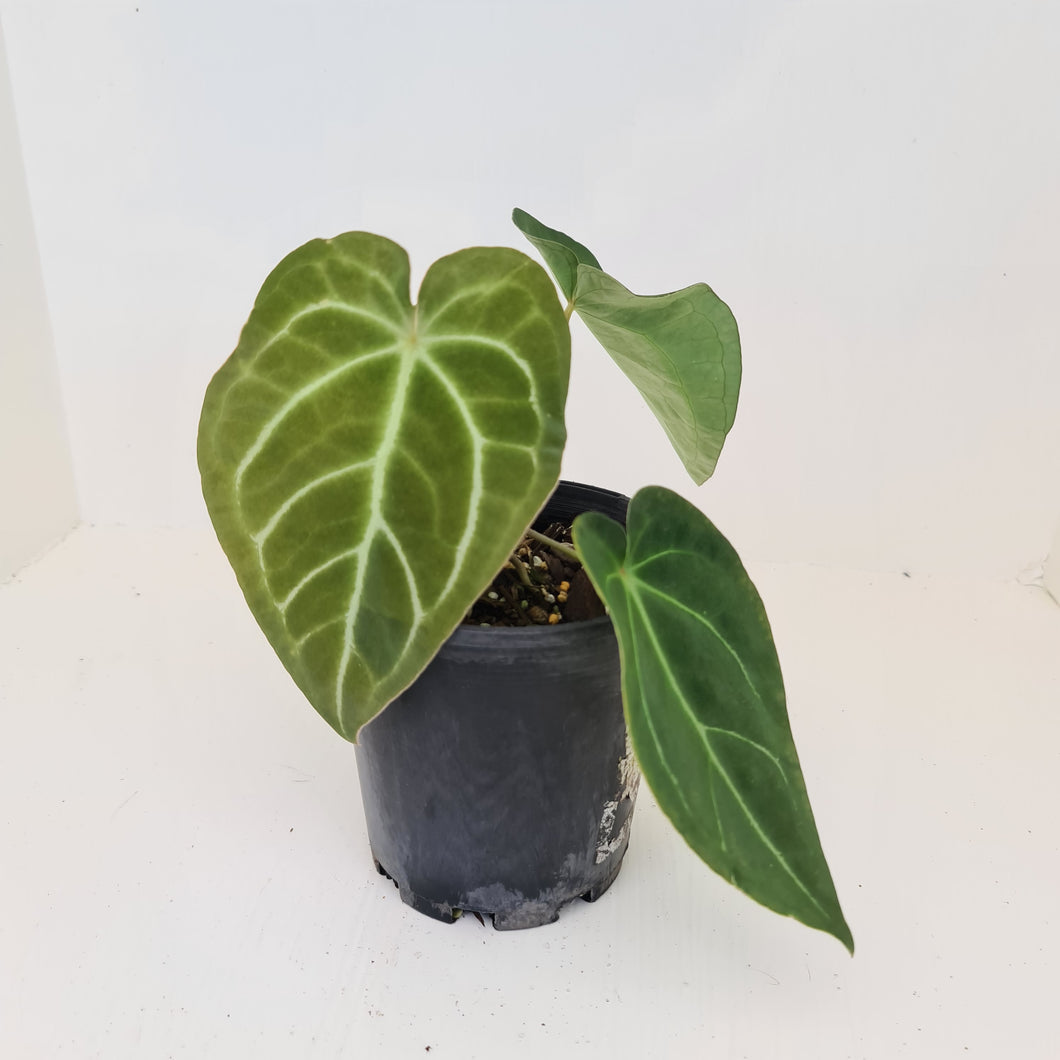 Anthurium Forgetii x