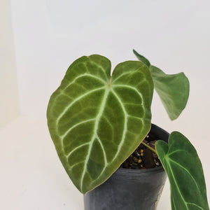 Anthurium Forgetii x