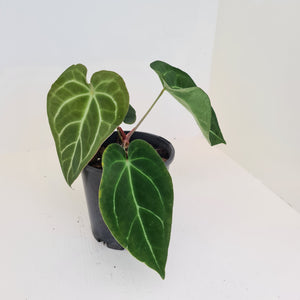 Anthurium Forgetii x