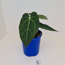 Load image into Gallery viewer, #1 Anthurium &#39;Velvet Shadow&#39;