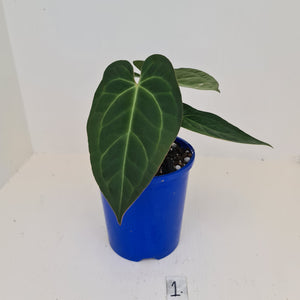 #1 Anthurium 'Velvet Shadow'