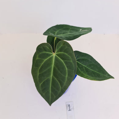 #1 Anthurium 'Velvet Shadow'