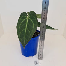 Load image into Gallery viewer, #1 Anthurium &#39;Velvet Shadow&#39;