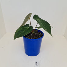 Load image into Gallery viewer, #1 Anthurium &#39;Velvet Shadow&#39;