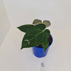 #1 Anthurium 'Velvet Shadow'