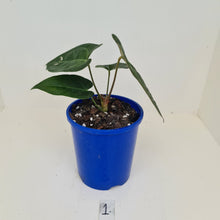 Load image into Gallery viewer, #1 Anthurium &#39;Velvet Shadow&#39;