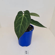 Load image into Gallery viewer, #1 Anthurium &#39;Velvet Shadow&#39;