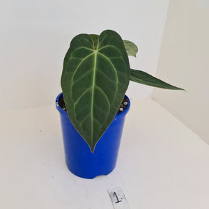 #1 Anthurium 'Velvet Shadow'