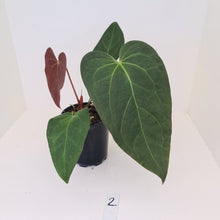 Load image into Gallery viewer, #2 Anthurium &#39;Velvet Shadow&#39;