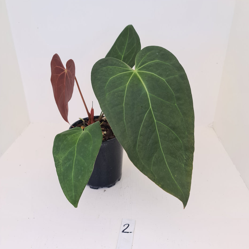 #2 Anthurium 'Velvet Shadow'
