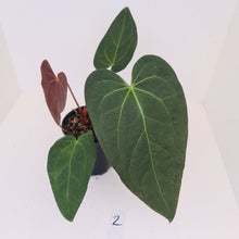 Load image into Gallery viewer, #2 Anthurium &#39;Velvet Shadow&#39;