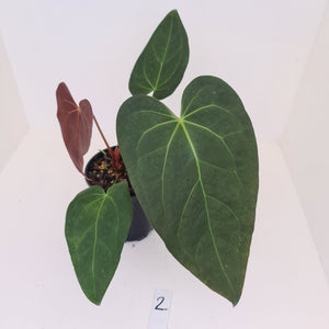 #2 Anthurium 'Velvet Shadow'