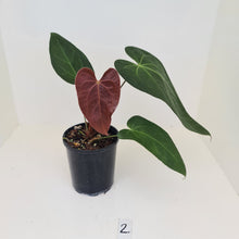 Load image into Gallery viewer, #2 Anthurium &#39;Velvet Shadow&#39;