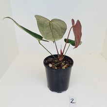Load image into Gallery viewer, #2 Anthurium &#39;Velvet Shadow&#39;