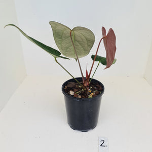 #2 Anthurium 'Velvet Shadow'