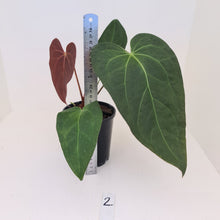 Load image into Gallery viewer, #2 Anthurium &#39;Velvet Shadow&#39;
