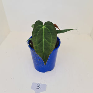 #3 Anthurium 'Velvet Shadow'