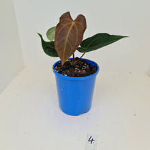 Load image into Gallery viewer, #4 Anthurium &#39;Velvet Shadow&#39;