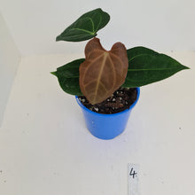 Load image into Gallery viewer, #4 Anthurium &#39;Velvet Shadow&#39;