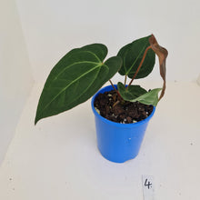Load image into Gallery viewer, #4 Anthurium &#39;Velvet Shadow&#39;