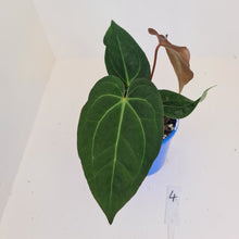 Load image into Gallery viewer, #4 Anthurium &#39;Velvet Shadow&#39;