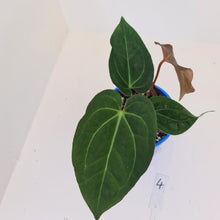 Load image into Gallery viewer, #4 Anthurium &#39;Velvet Shadow&#39;