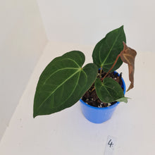 Load image into Gallery viewer, #4 Anthurium &#39;Velvet Shadow&#39;