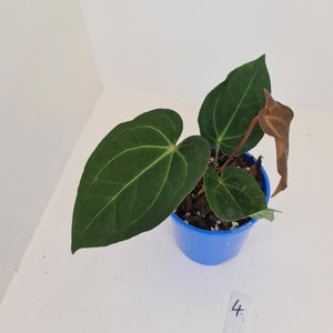 #4 Anthurium 'Velvet Shadow'