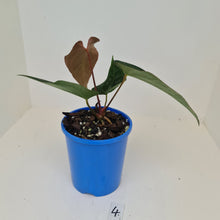 Load image into Gallery viewer, #4 Anthurium &#39;Velvet Shadow&#39;