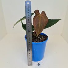 Load image into Gallery viewer, #4 Anthurium &#39;Velvet Shadow&#39;