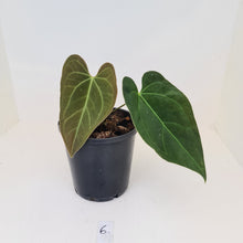 Load image into Gallery viewer, #6 Anthurium &#39;Velvet Shadow&#39;