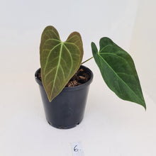 Load image into Gallery viewer, #6 Anthurium &#39;Velvet Shadow&#39;